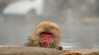 Japanmakak in heißer Quelle